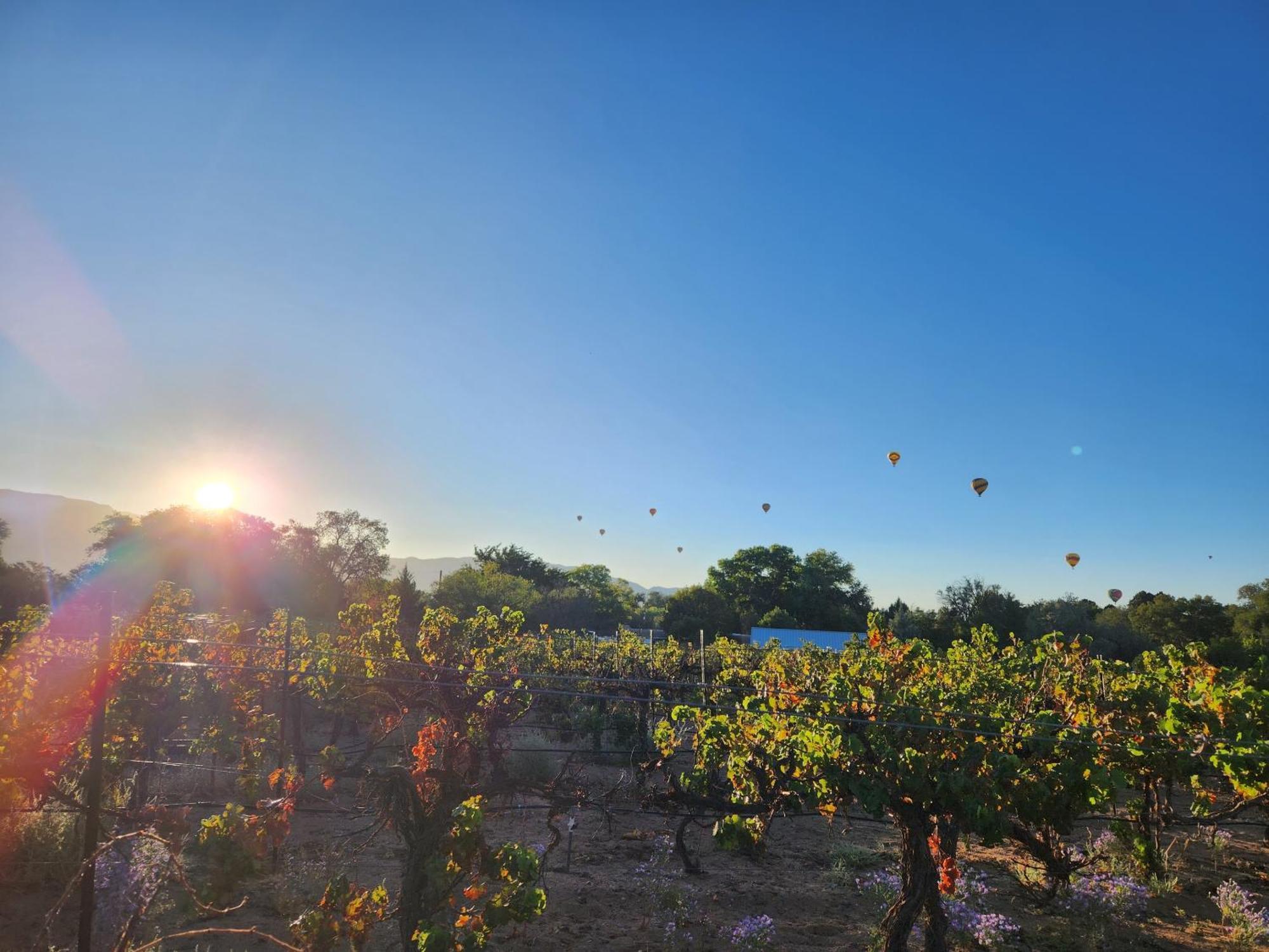 Red Mountain Manor Vineyard And Guesthouse Rio Rancho Buitenkant foto